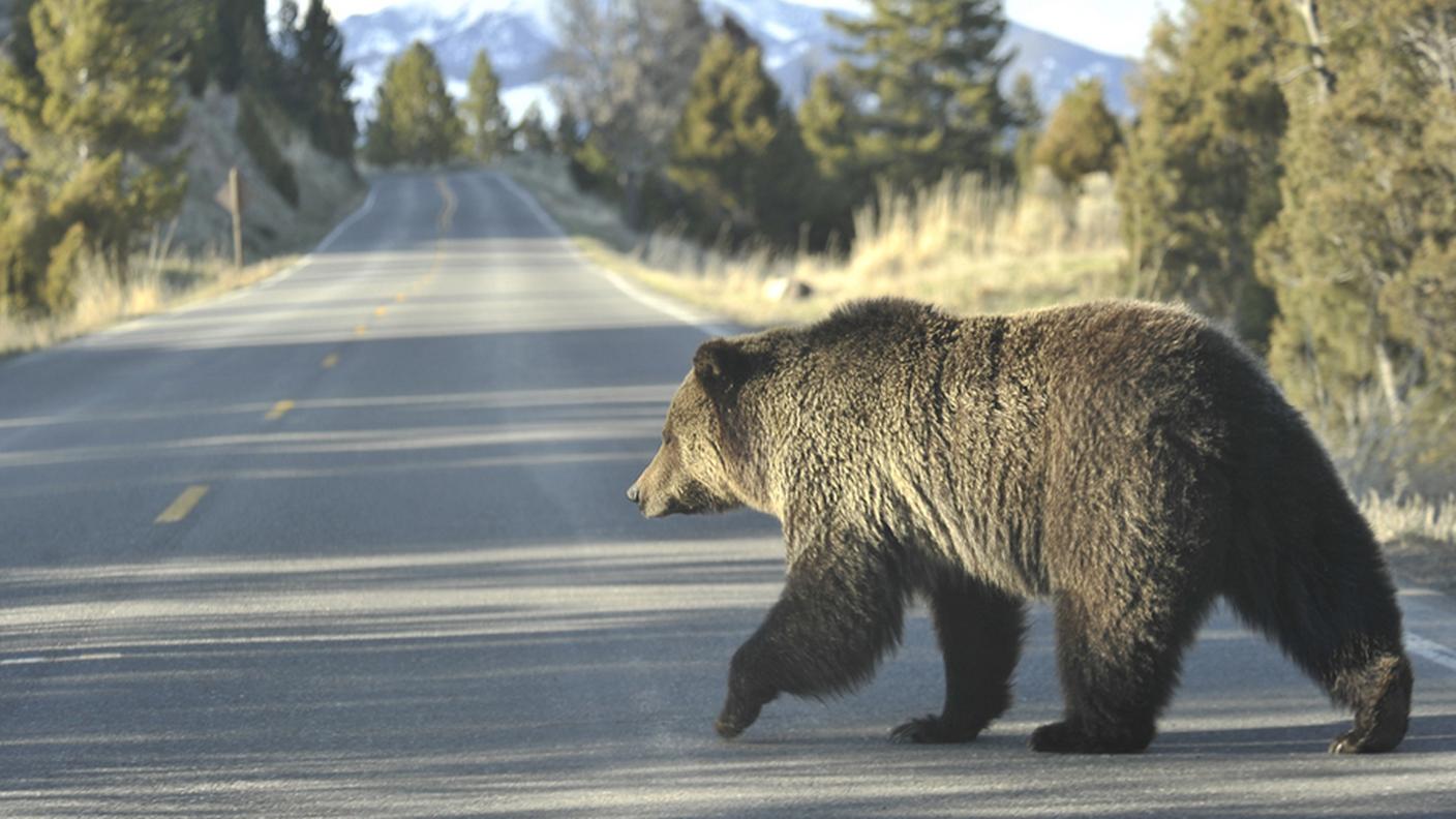 Yellowstone
