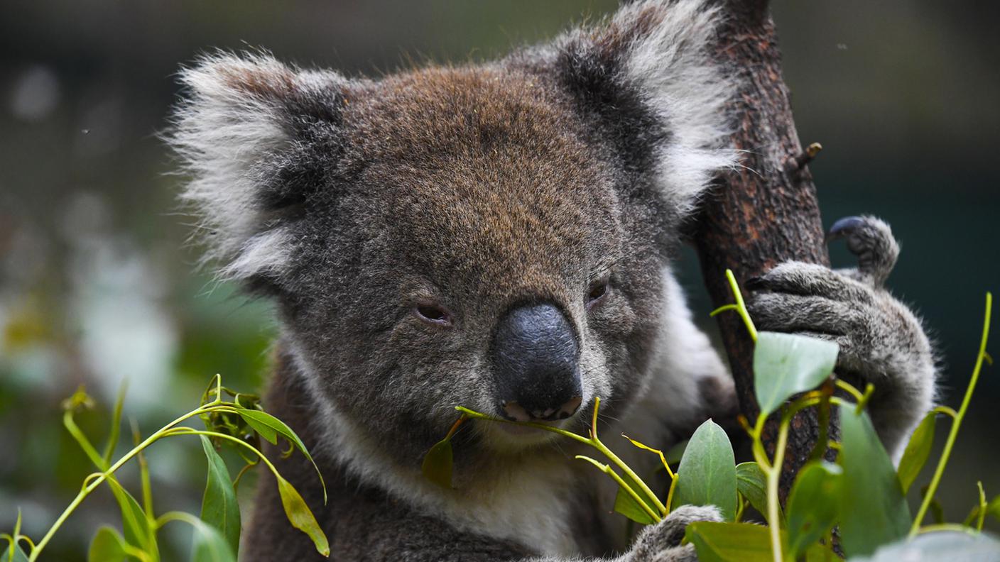 L'Australia investirà milioni di dollari per i suoi koala, decimati da incendi e malattie