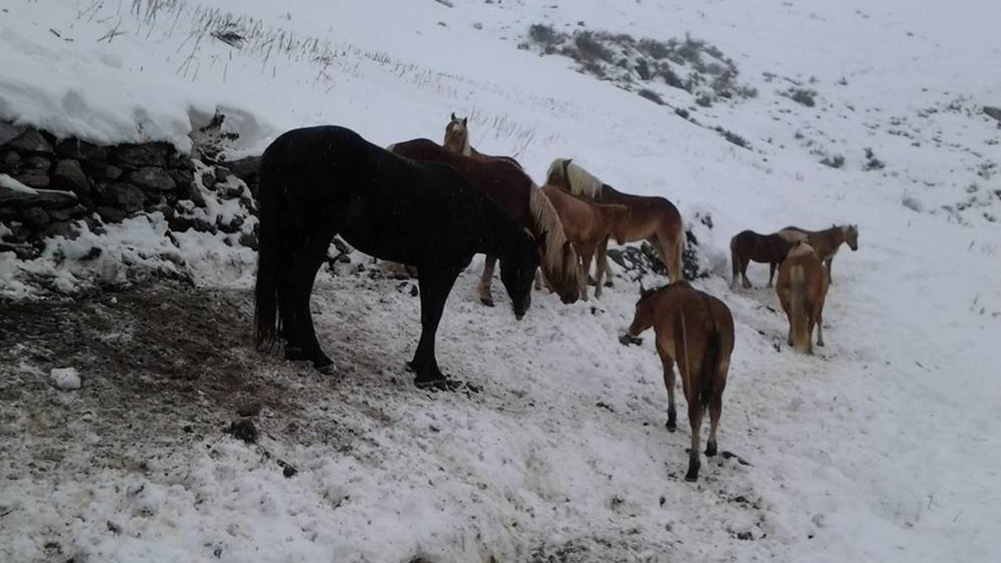 mandria soccorsa sondrio FB 2.jpg