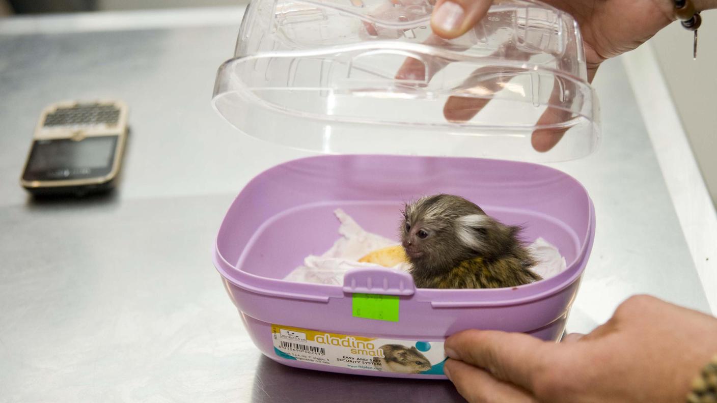Salvati 15 cuccioli ed una scimmietta