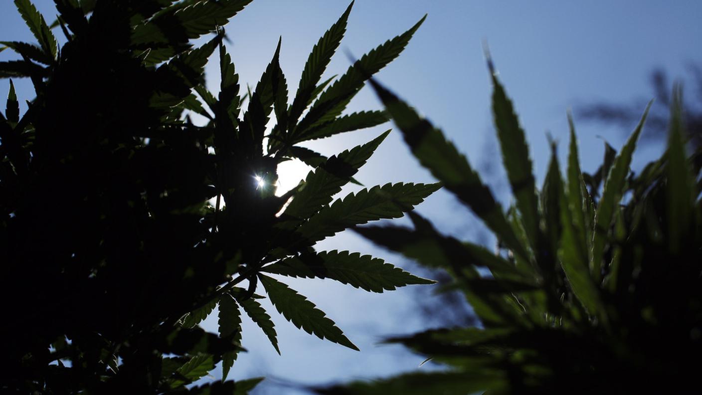 Ky_marijuana.JPG