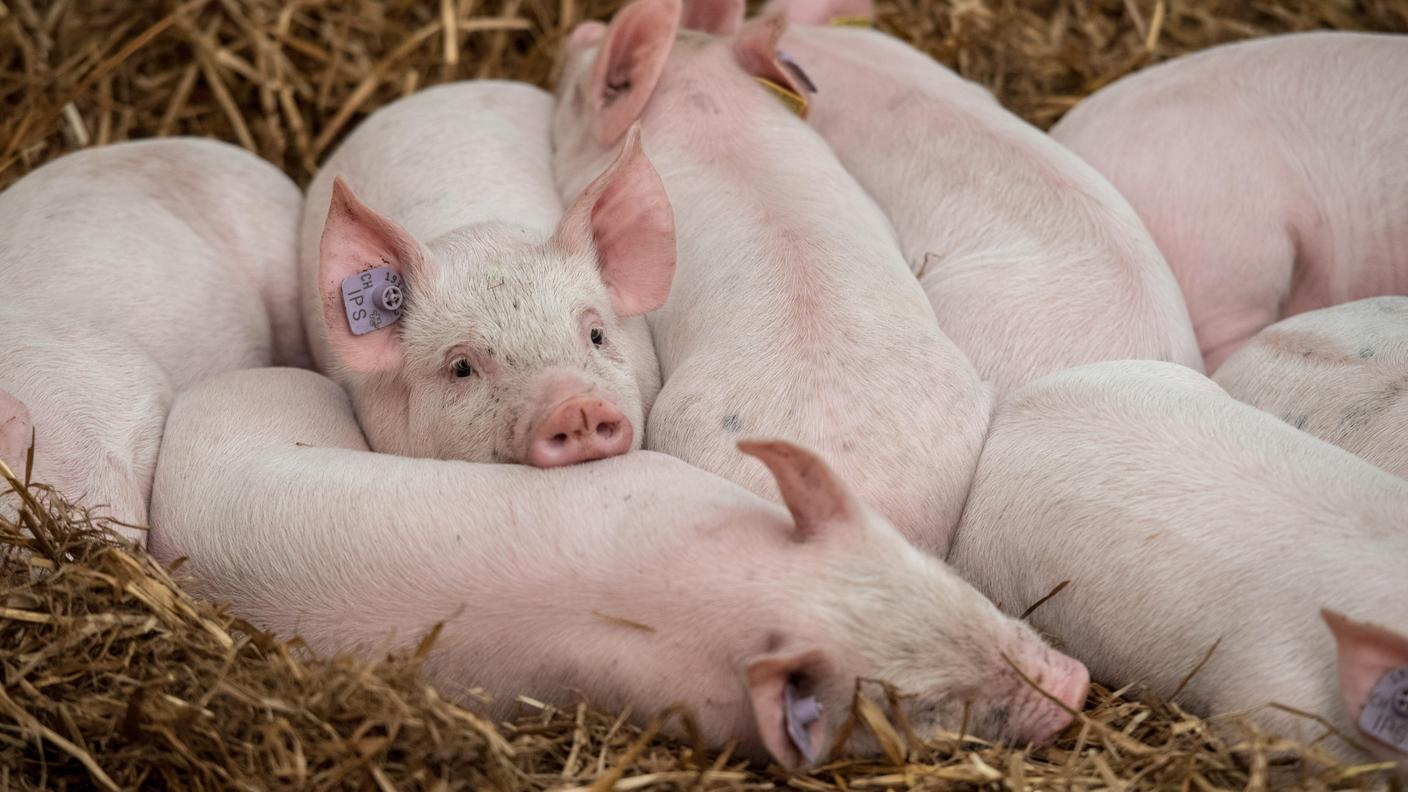 Le applicazioni dello strumento, in funzione del benessere degli animali, appaiono promettenti