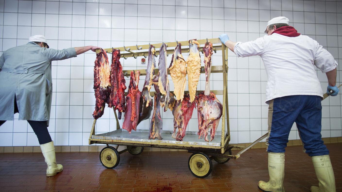 carne equina cavallo macello Germania 2013 ky.JPG