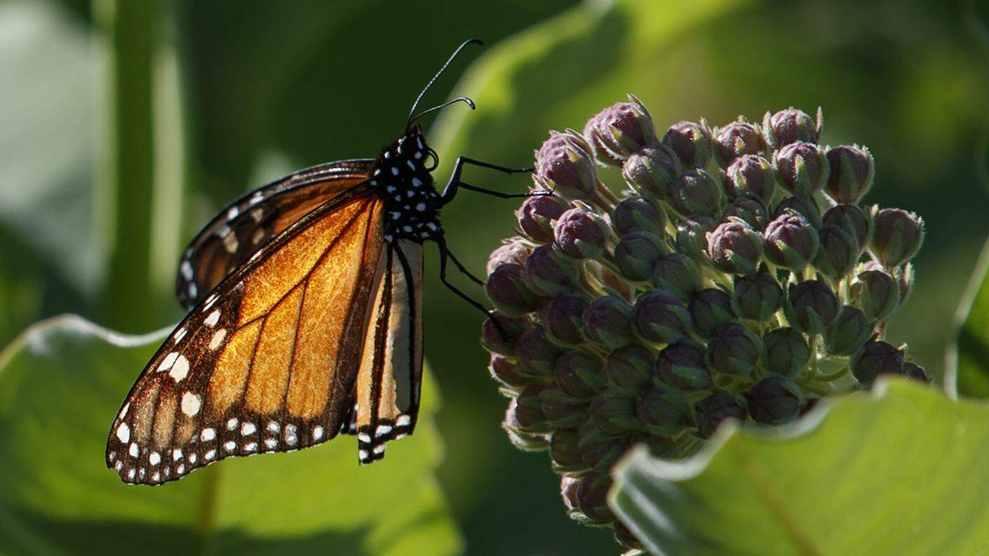 Farfalla migratrice monarca