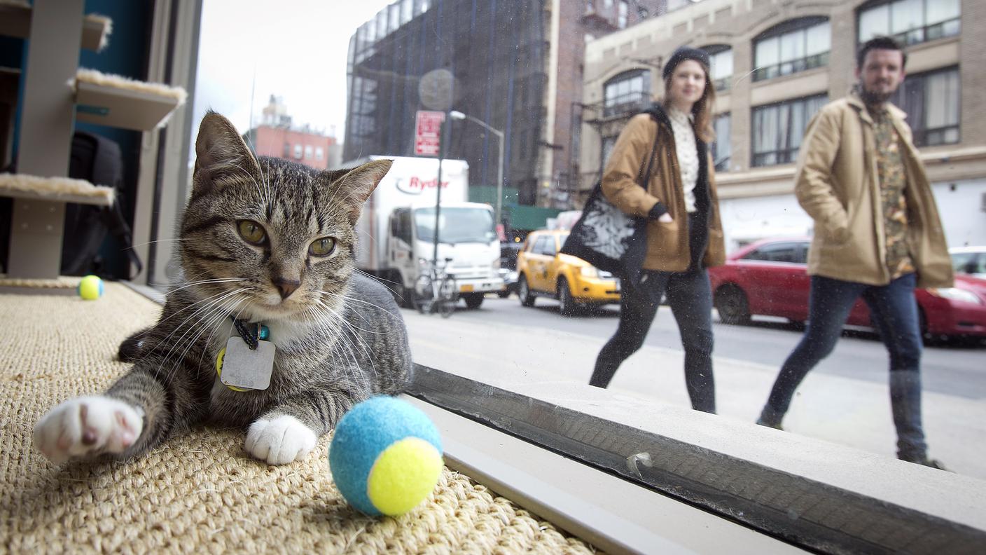 Cat Café New York
