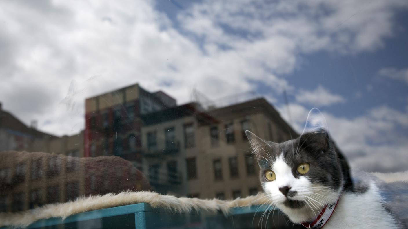 Cat Café New York