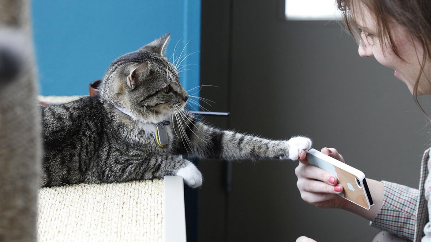 Cat Café New York