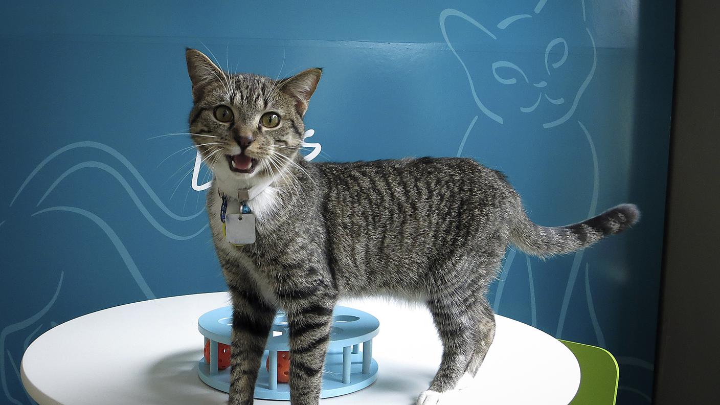 Cat Café New York