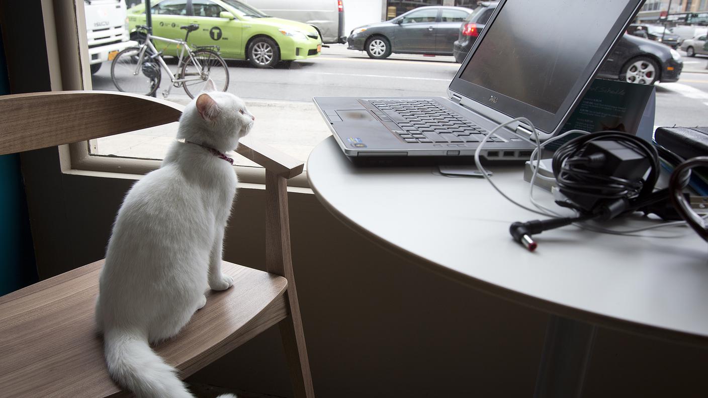 Cat Café New York