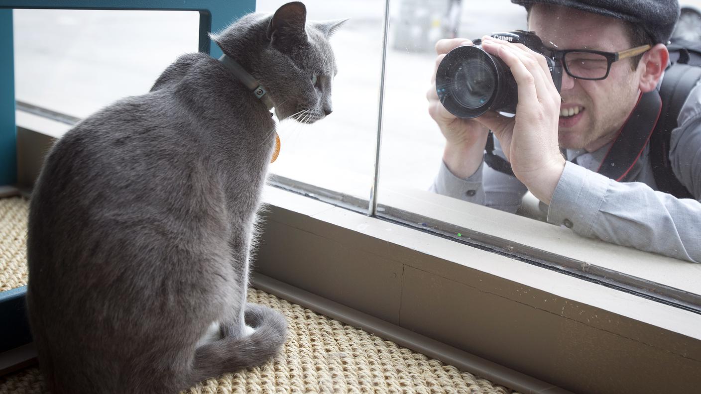 Cat Café New York