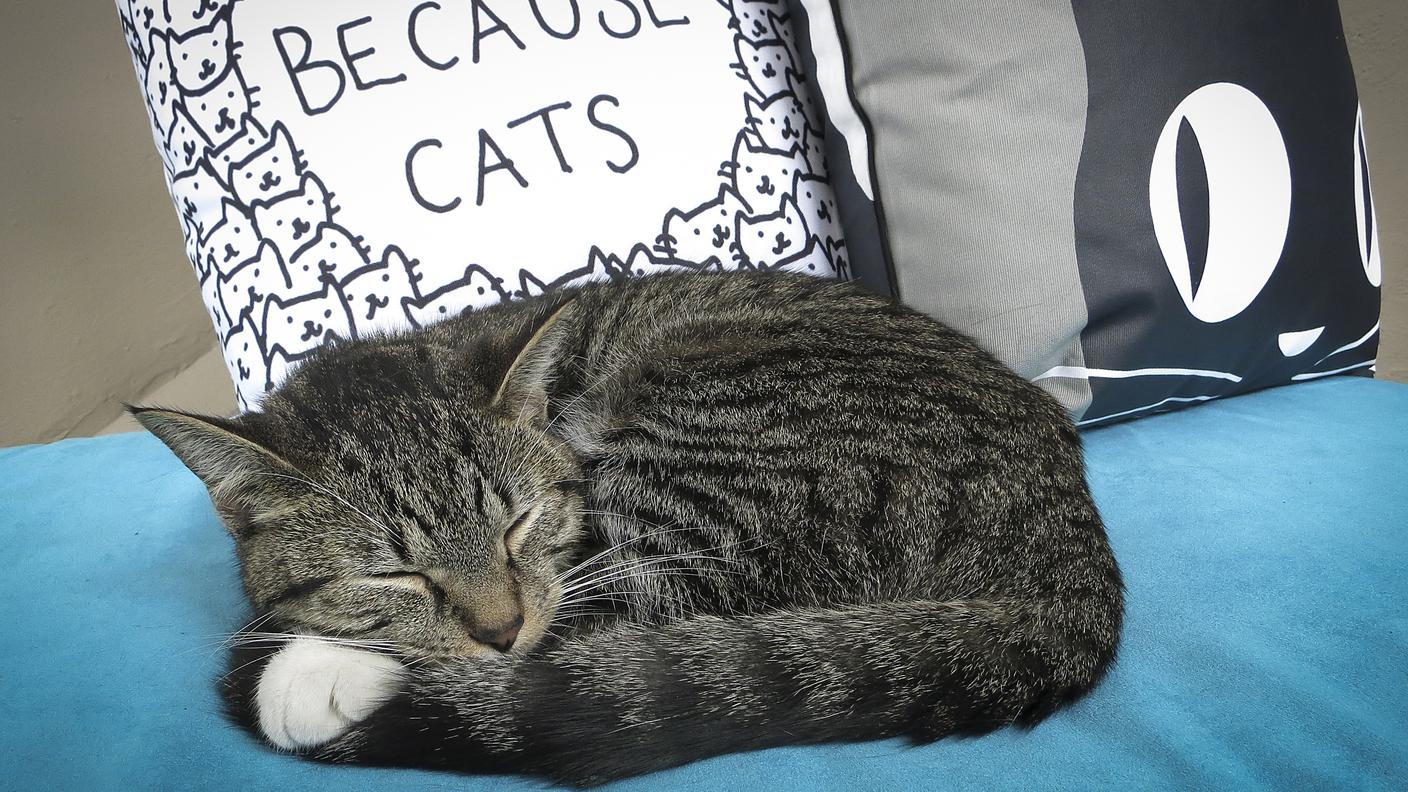 Cat Café New York