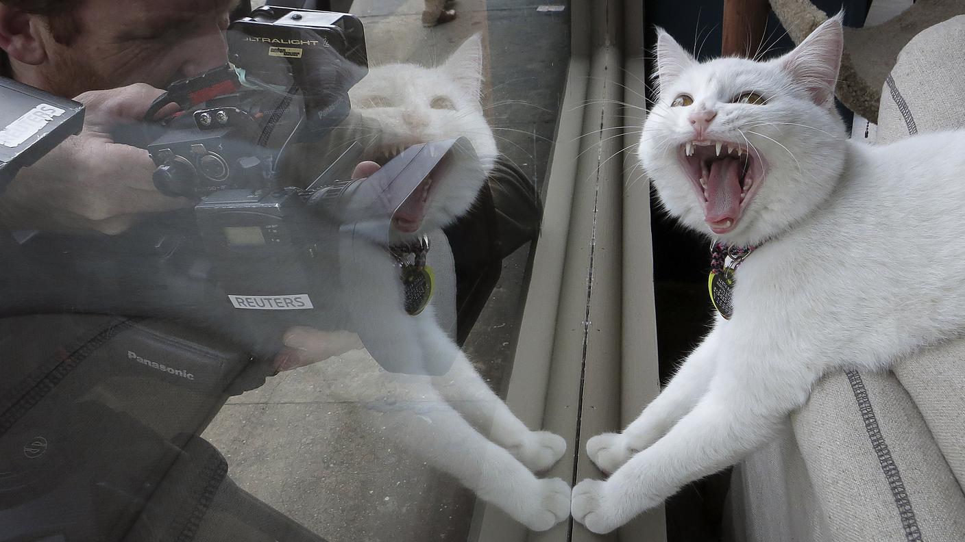 Cat Café New York