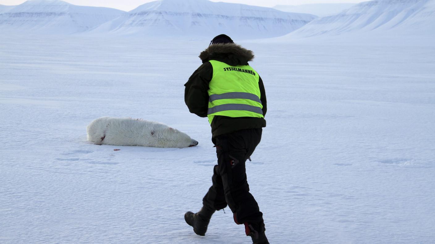 Un esemplare abbattuto dopo un attacco nel 2015. Gli orsi alle Svalbard sono circa un migliaio