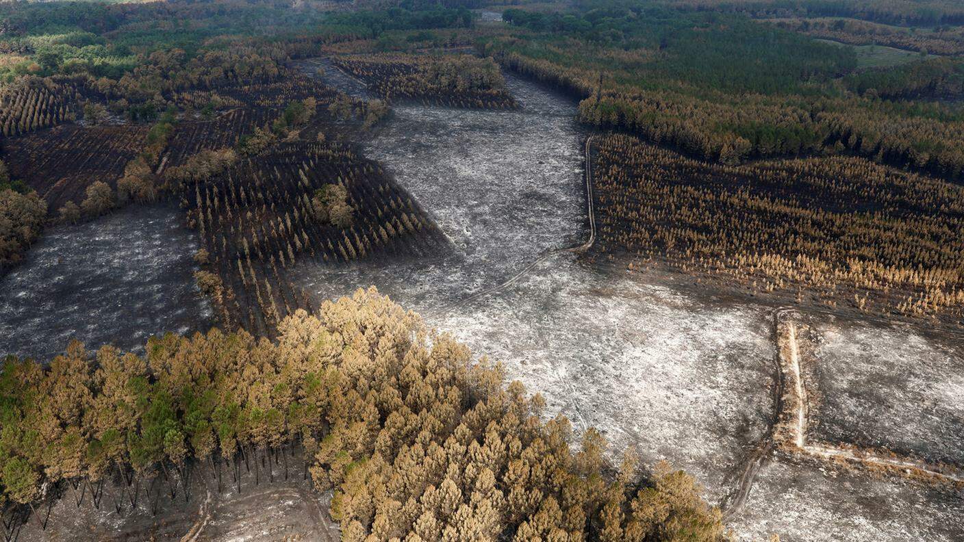Migliaia di ettari di bosco distrutti dalle fiamme