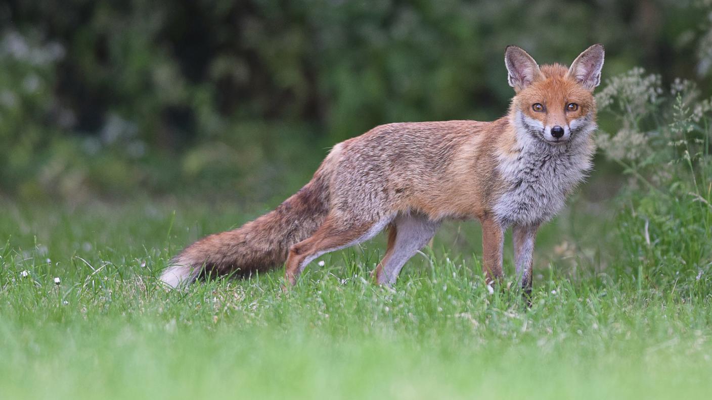 La nuova legge proibisce di uccidere animali selvatici con l'uso di mute di cani