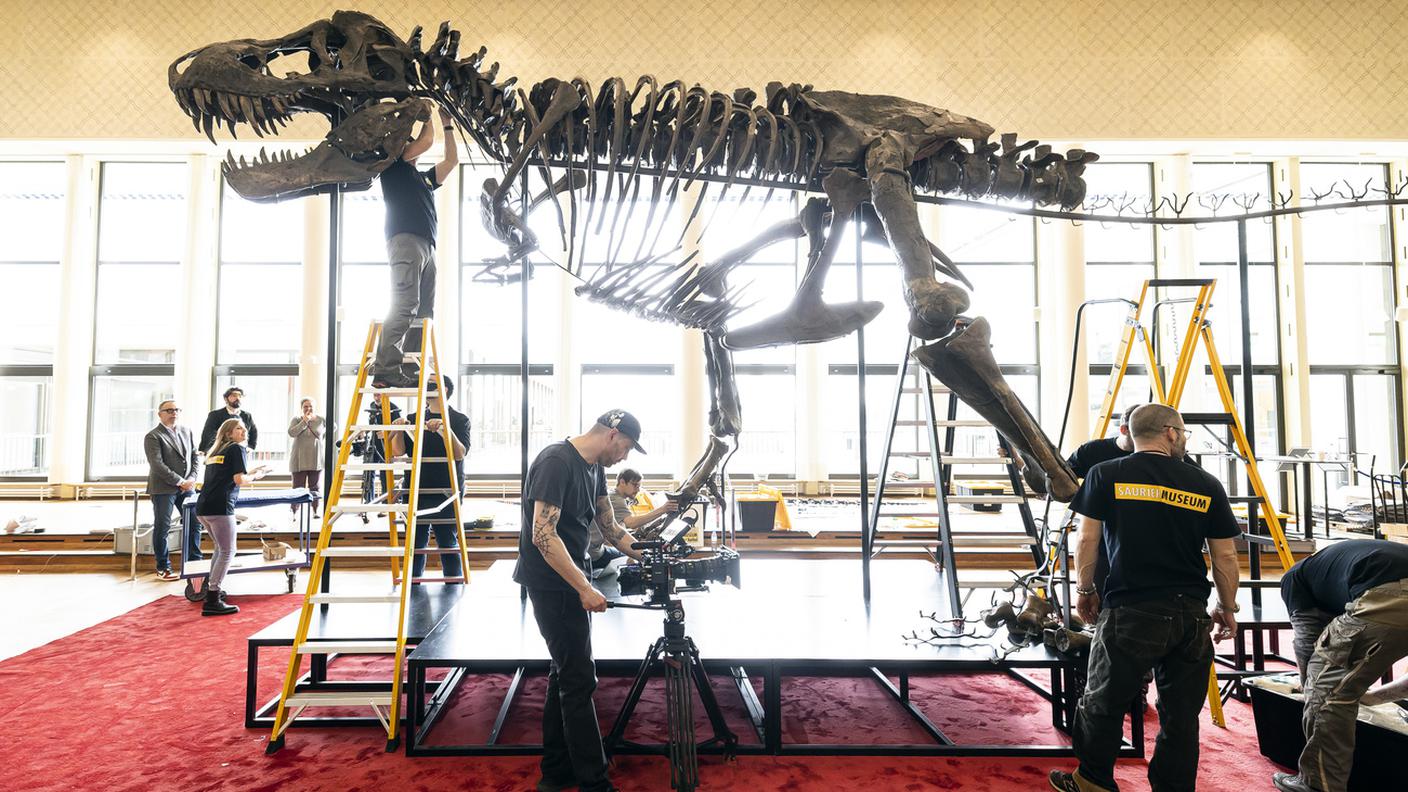 Gli scienziati si oppongono alla vendita delle scheletro del T-Rex