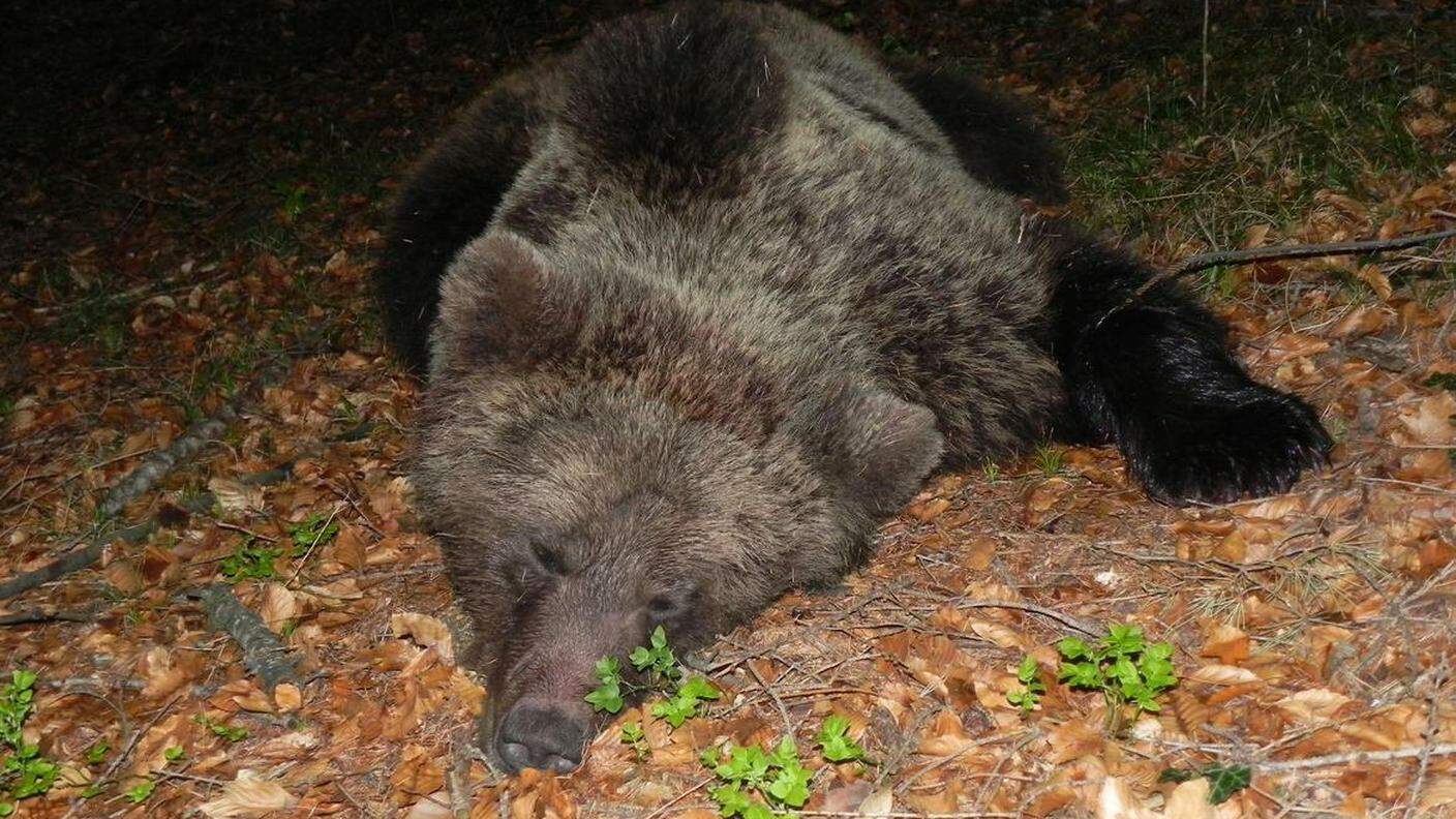 L'orsa era già stata catturata a dotata di radiocollare