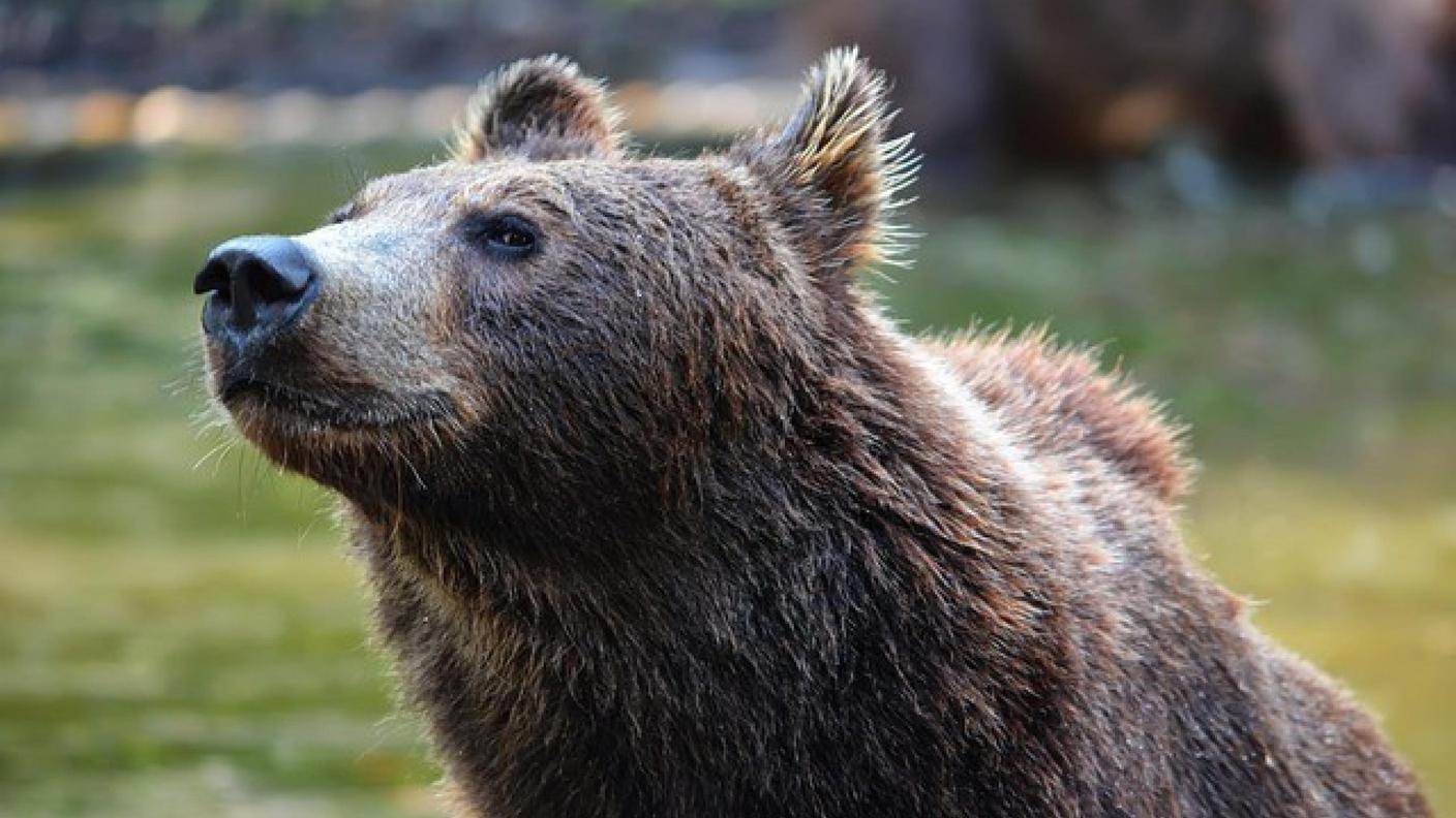 Un esemplare di orso