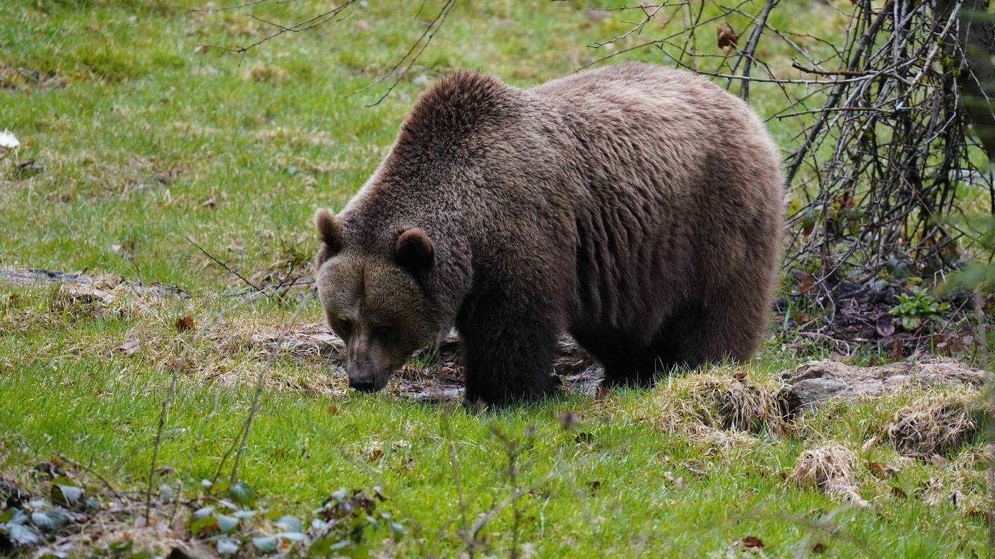 Un orso bruno in un'immagine d'archivio