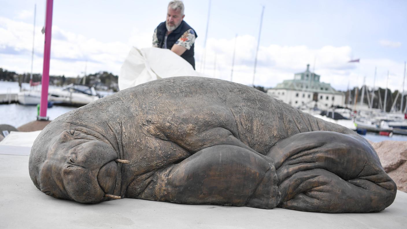 La scultura è una rappresentazione a grandezza naturale del tricheco Freya