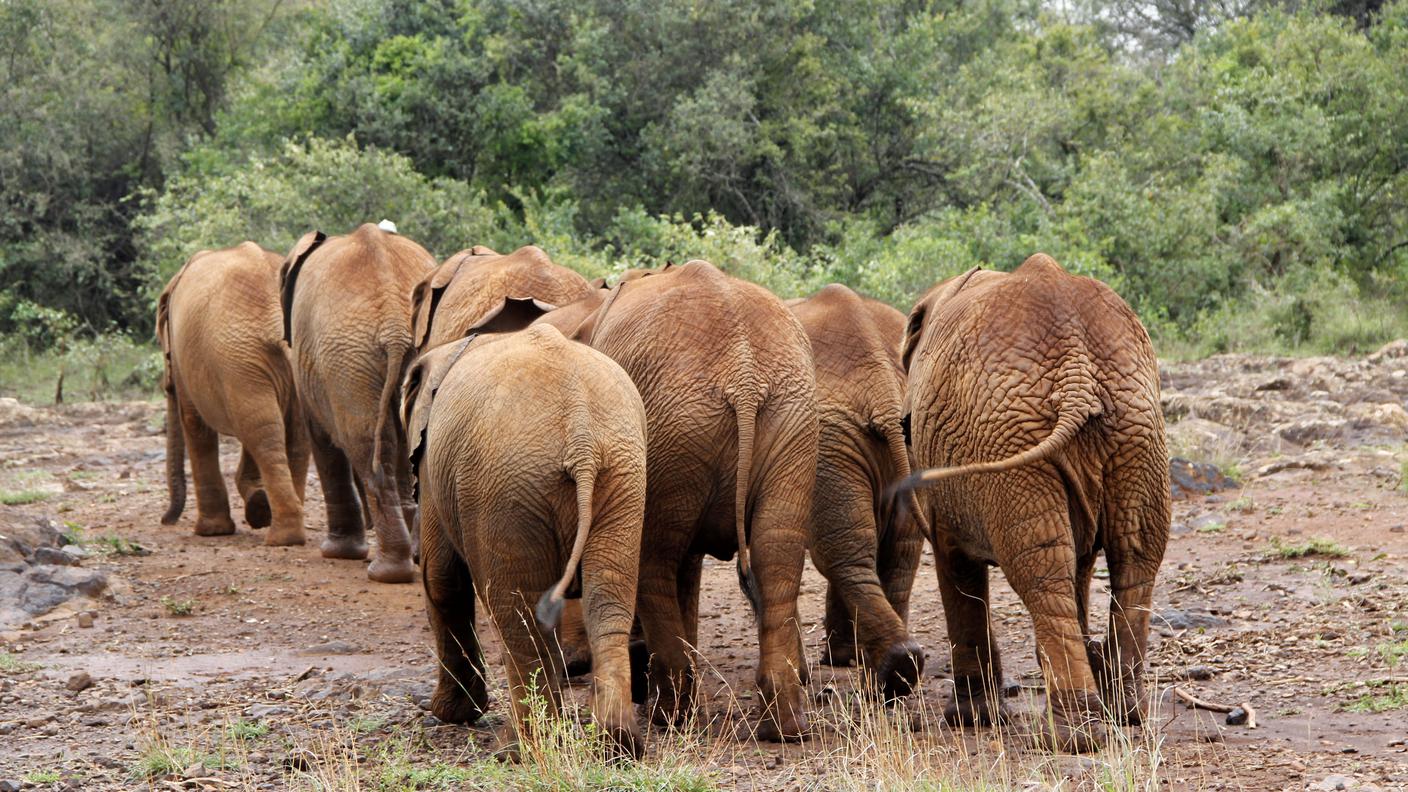 Africa elefanti 2 4.9.2012 ky.jpg
