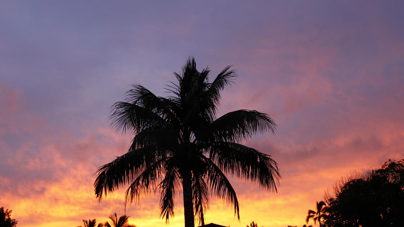 palma cocco hawaii re.jpg