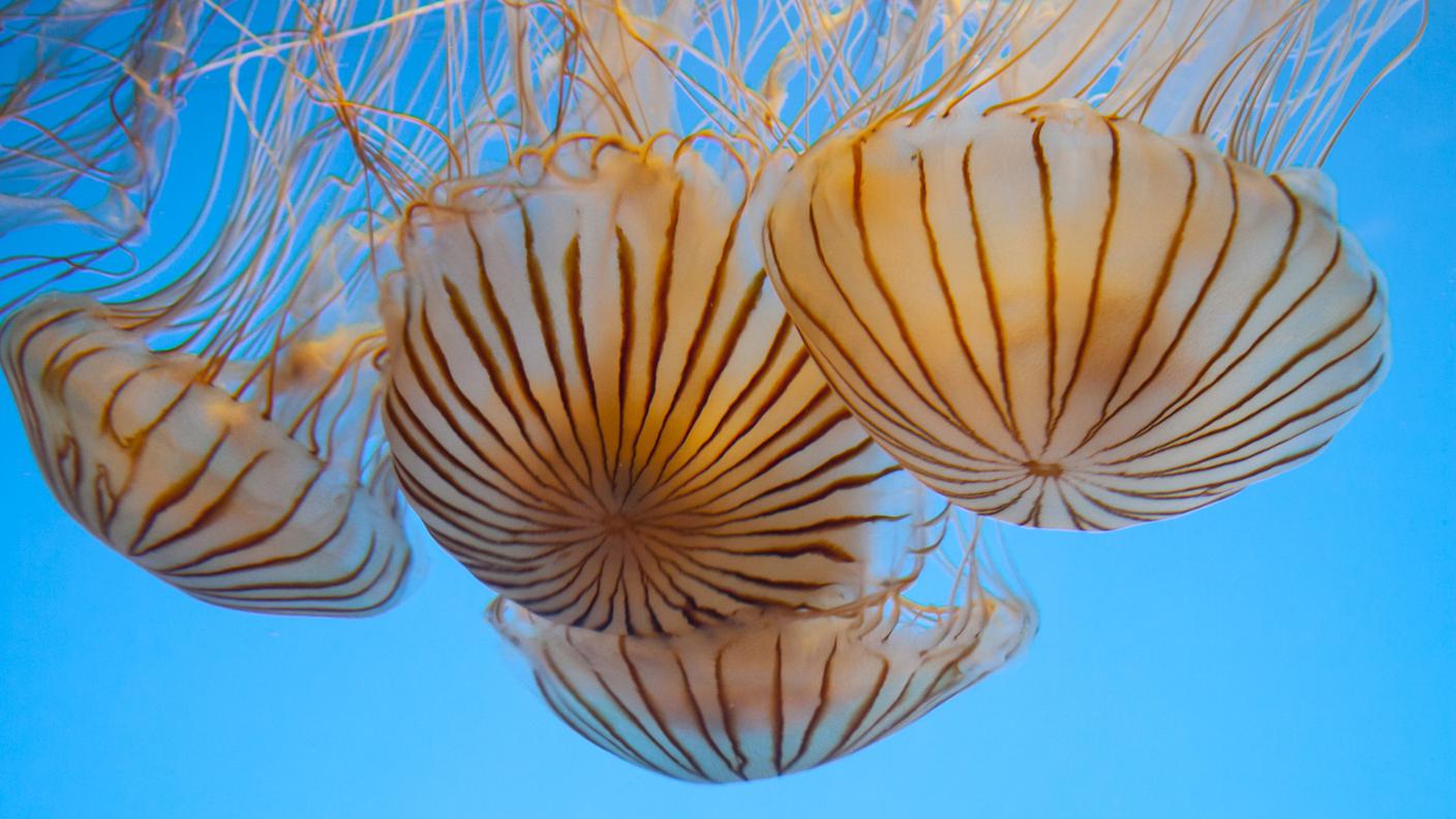 meduse re.jpg