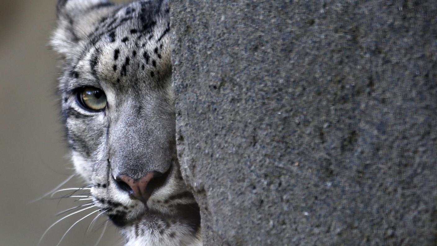 Leopardo re.jpg