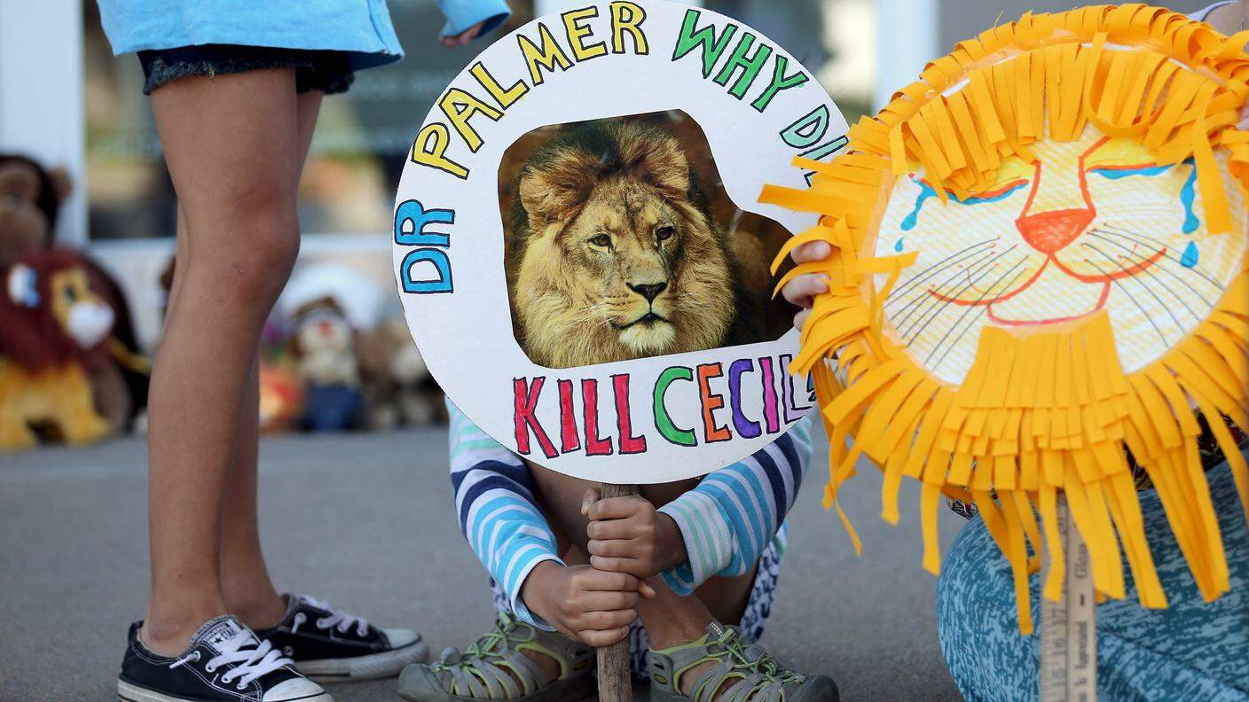 Un bambino con un cartello di condanna per l'uccisione del leone Cecil