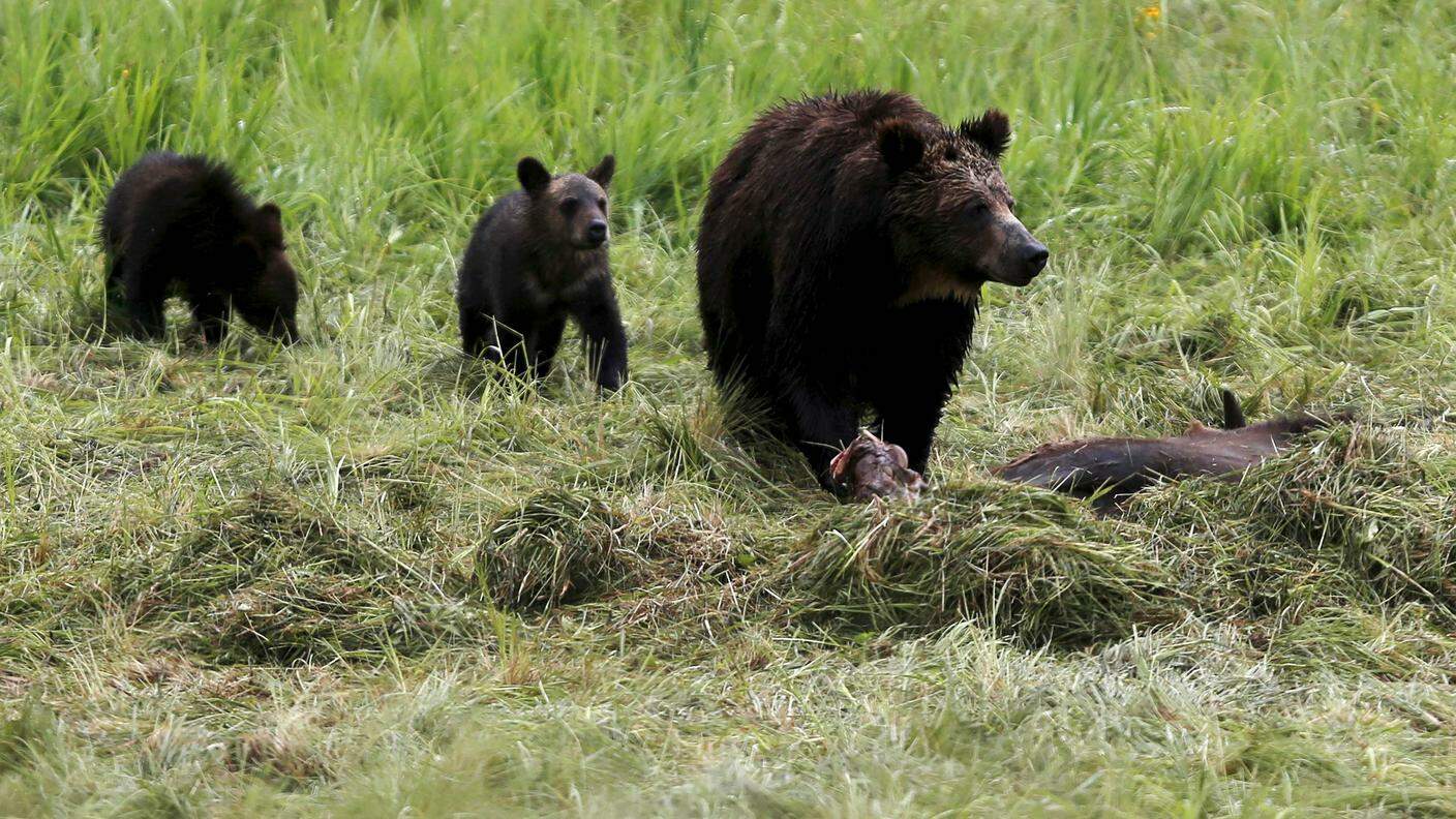 In 42 anni i grizzly sono passati da 136 a 700 nel parco americano
