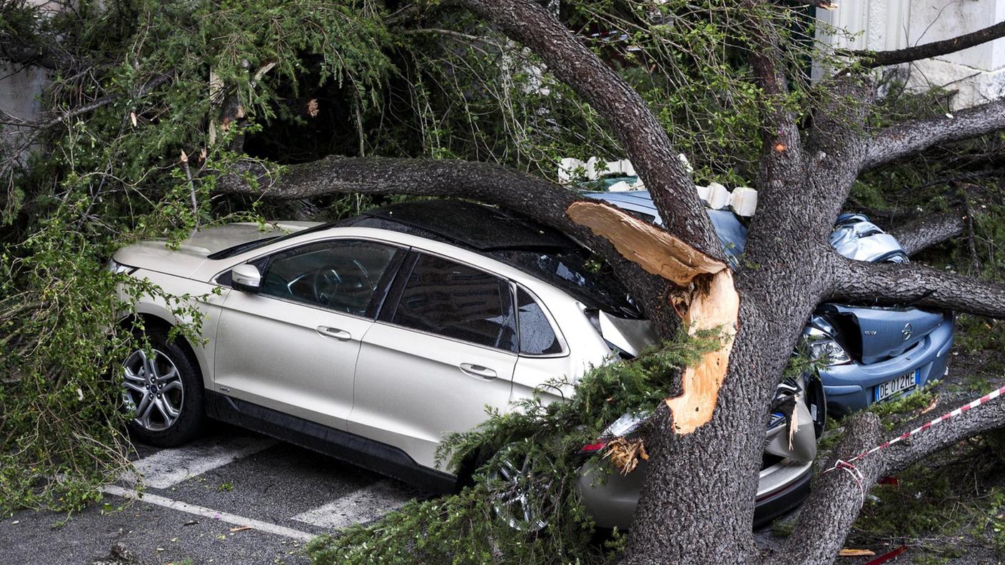 Sono migliaia gli alberi caduti nelle ultime ore in Italia a causa del forte vento