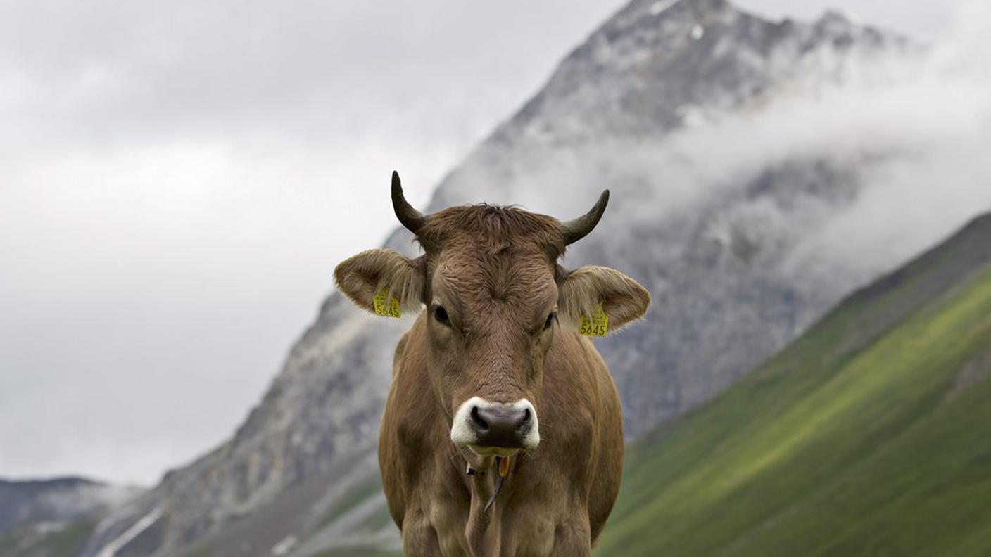 Carne bovina europea di nuovo negli USA