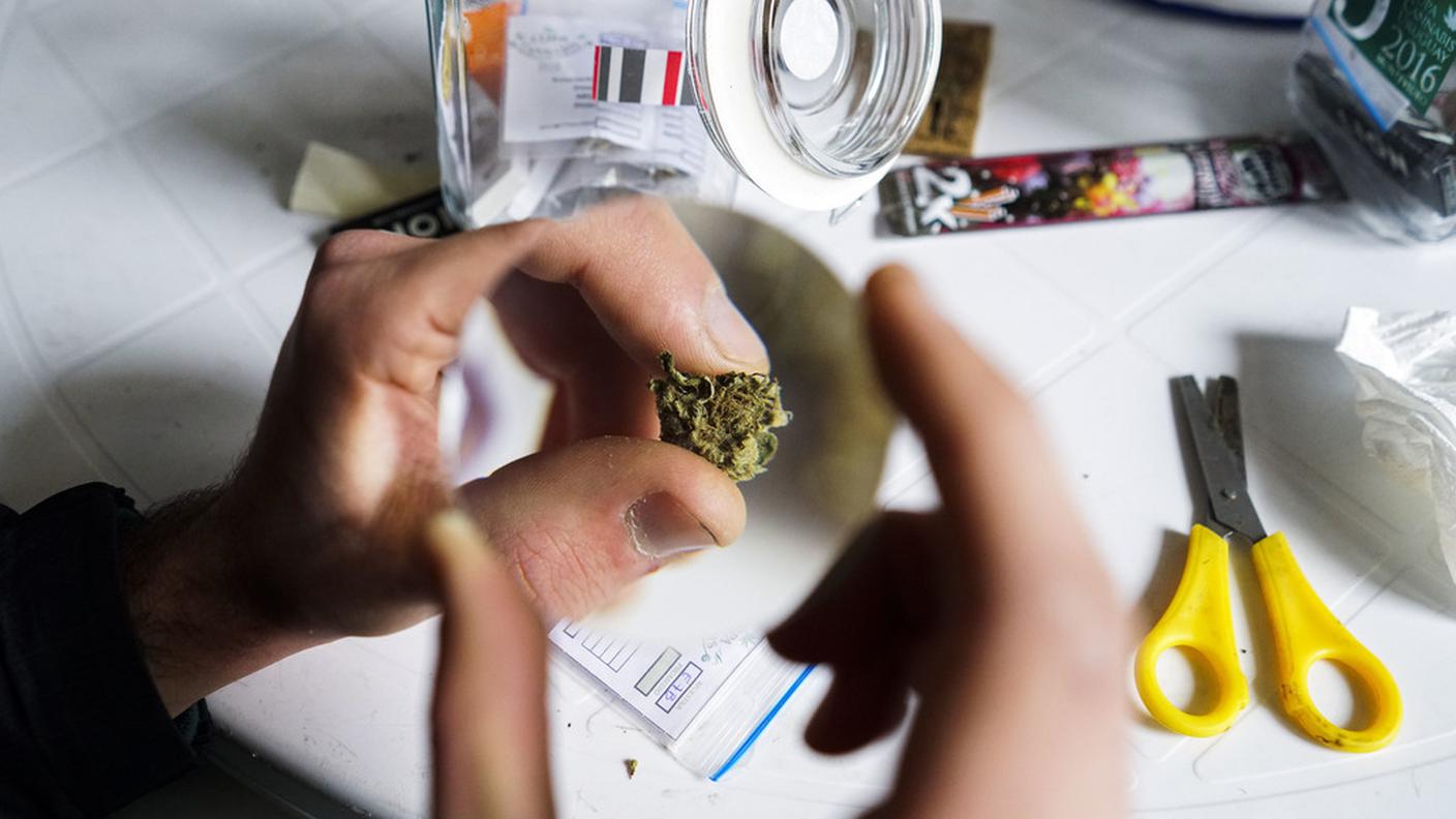 cannabis