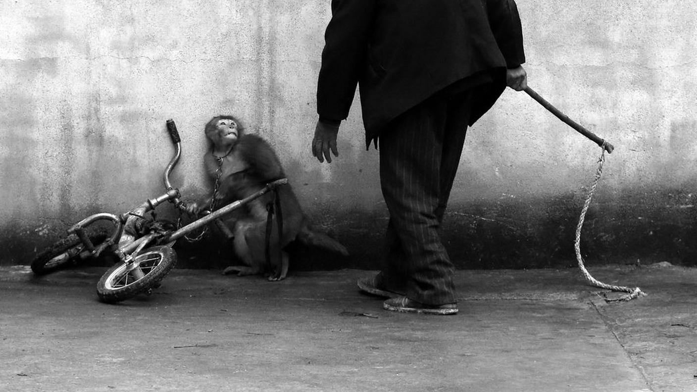 Una scimmia viene addestrata per lavorare nel circo a Suzhou, provincia di Anhui, Cina. Primo premio natura singole.