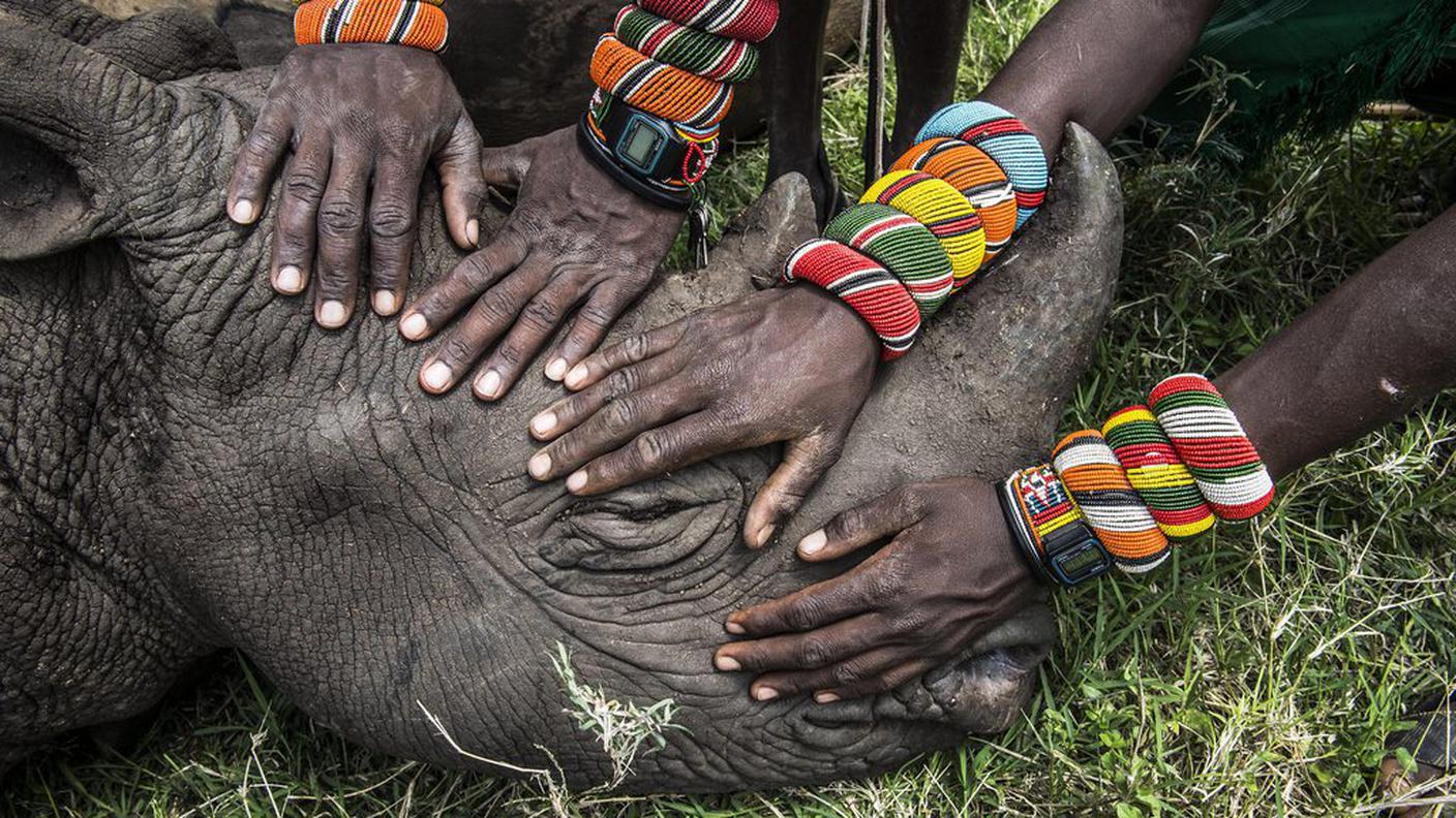 Secondo premio natura singole: Lewa downs, Kenya del nord. Un gruppo di guerrieri Samburu incontrano un rinoceronte per la prima volta.