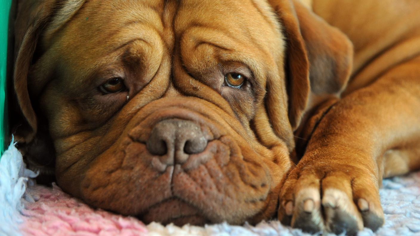 Più coccole invece di pillole e sciroppi