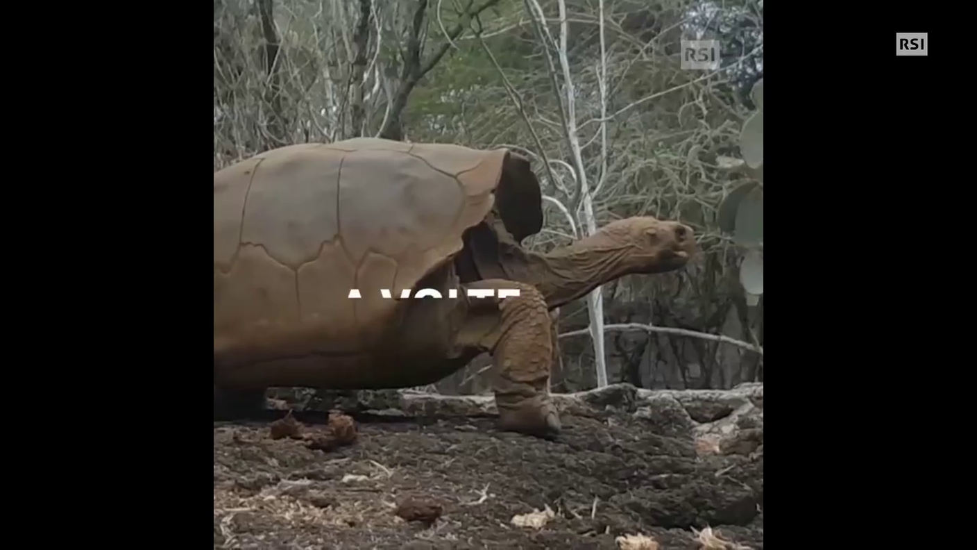 La tartaruga gigante alle Galapagos