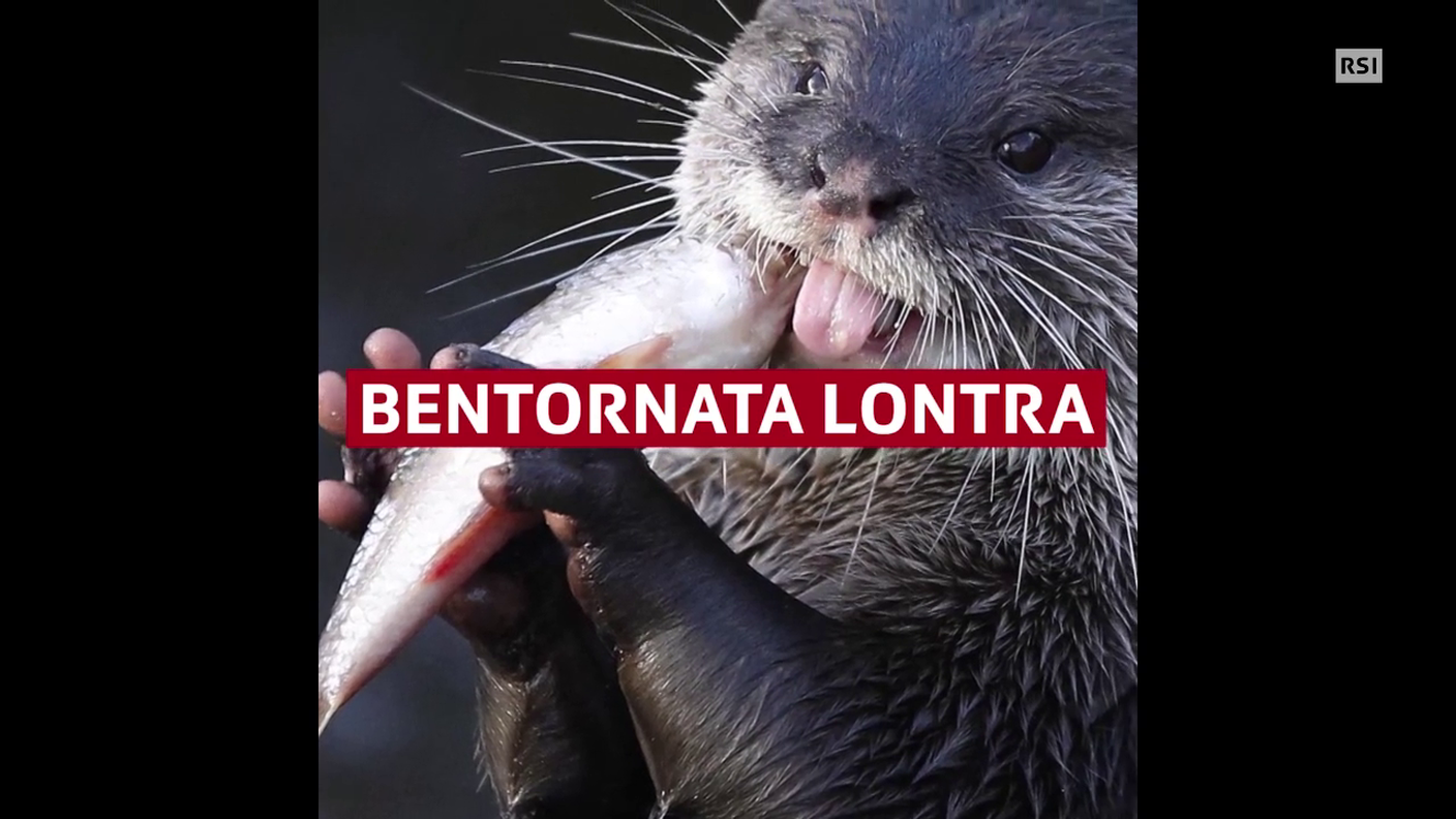 Il ritorno della lontra