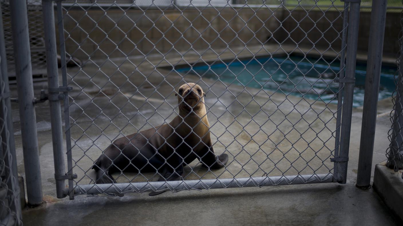Un cucciolo di otaria salvato a Laguna Beach, in California