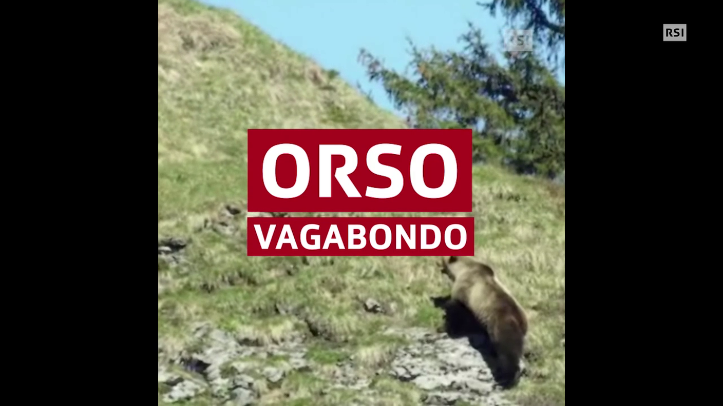 L'orso ha origini trentine