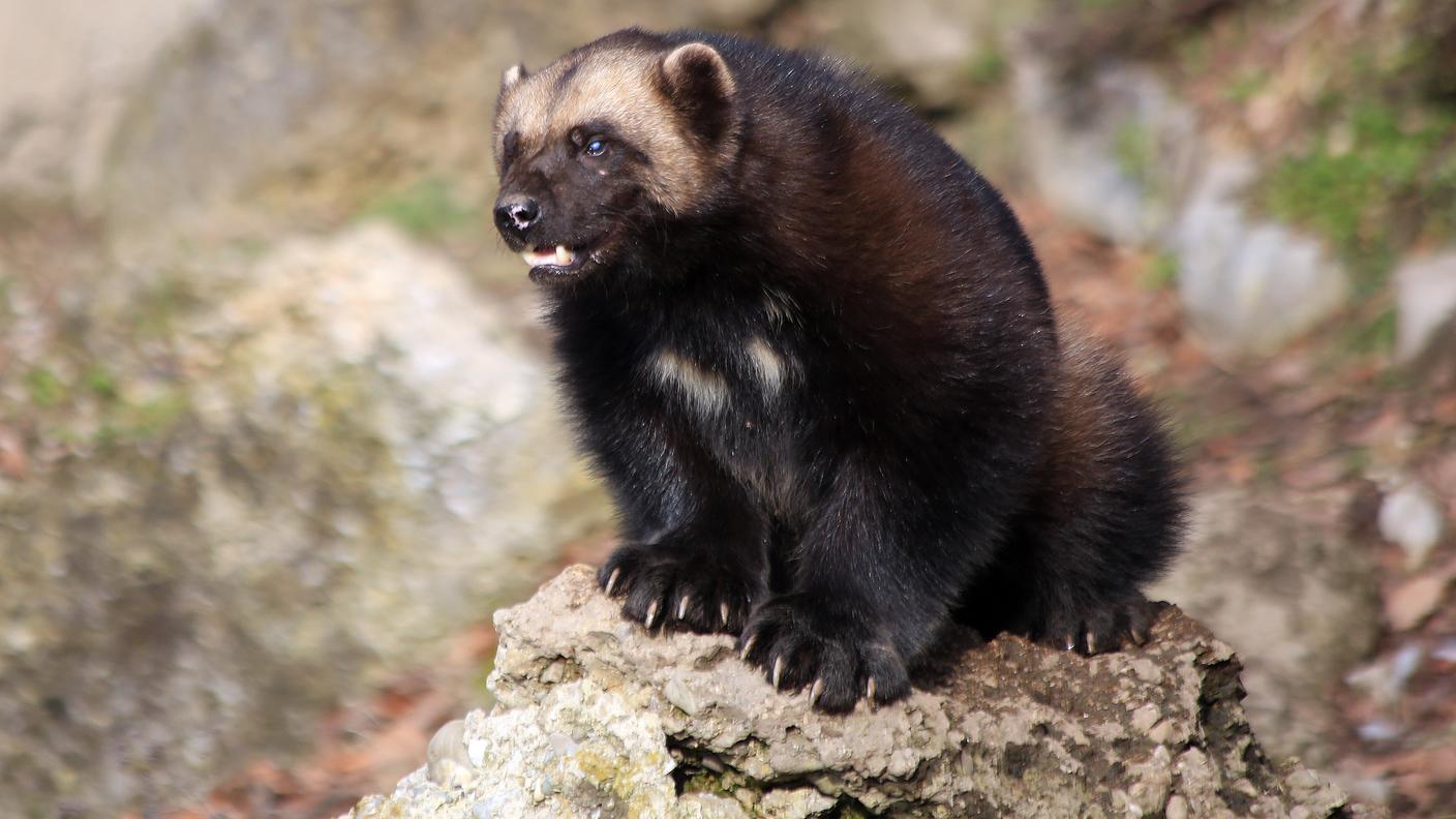 Il ghiottone ("wolverine" in inglese) ha la reputazione di essere molto feroce