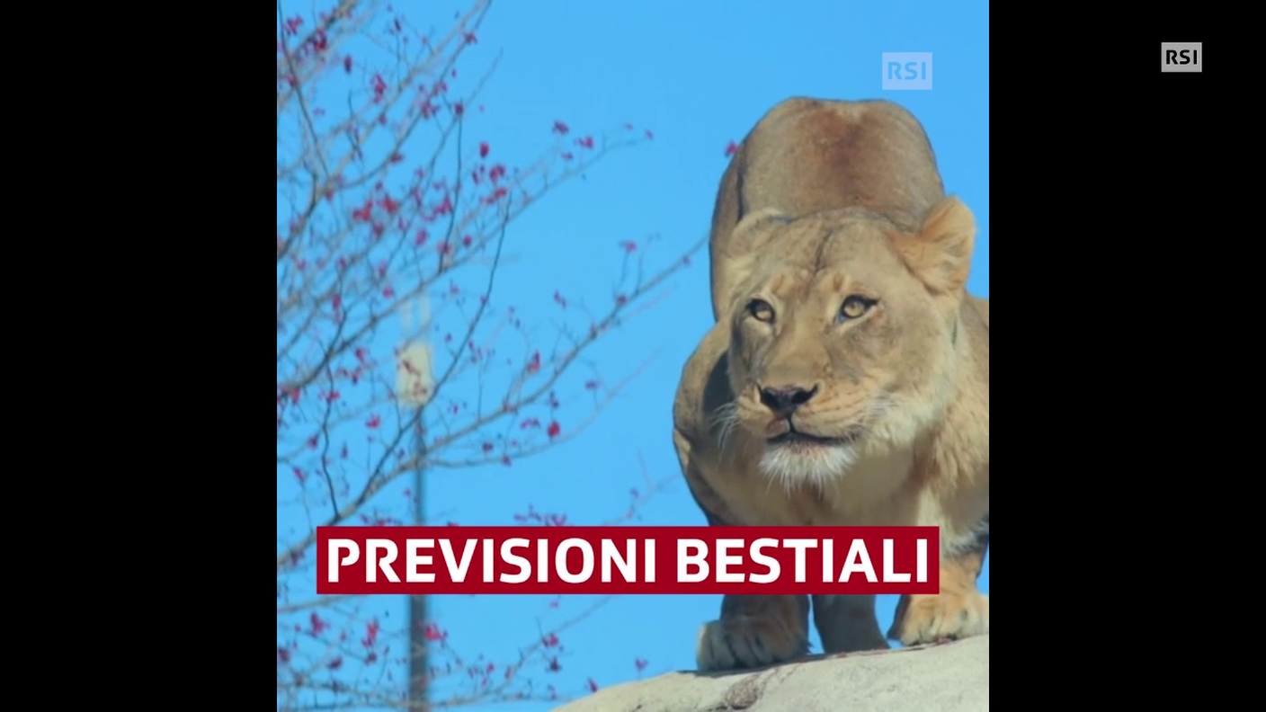 Il pronostico della leonessa 