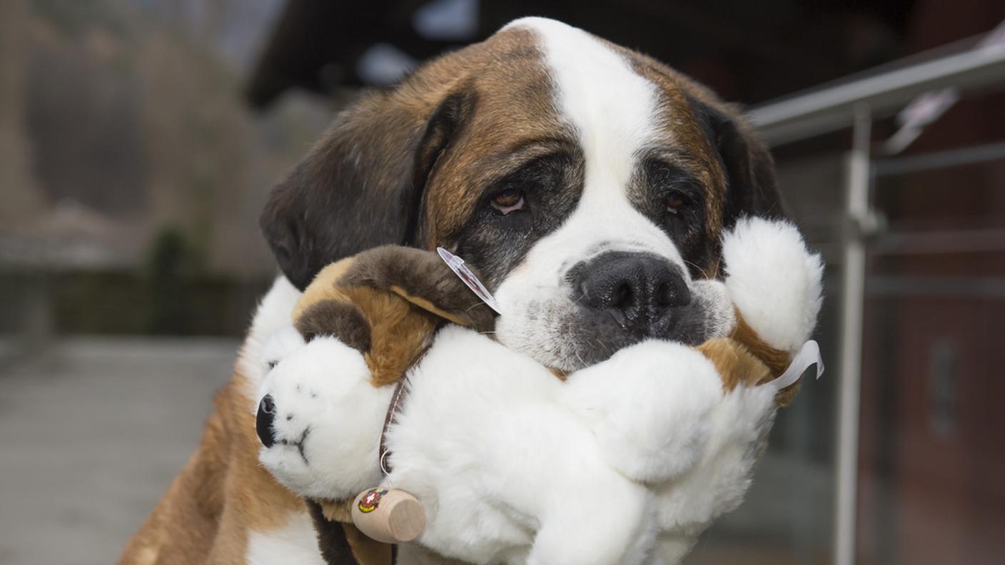 La Protezione degli animali si occuperà dei cani, sistemandoli in pensioni adatte