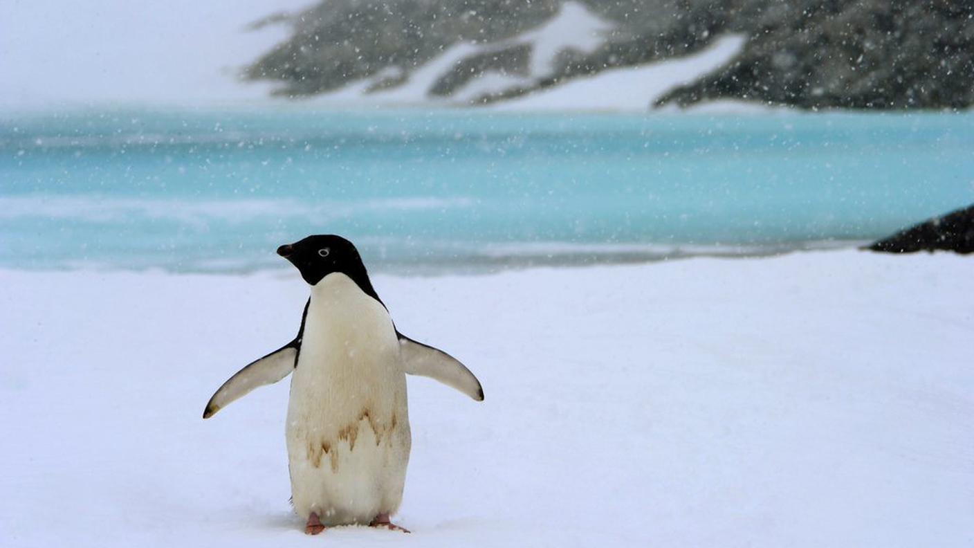 Un esemplare appartenente alla specie dei pinguini Adelia