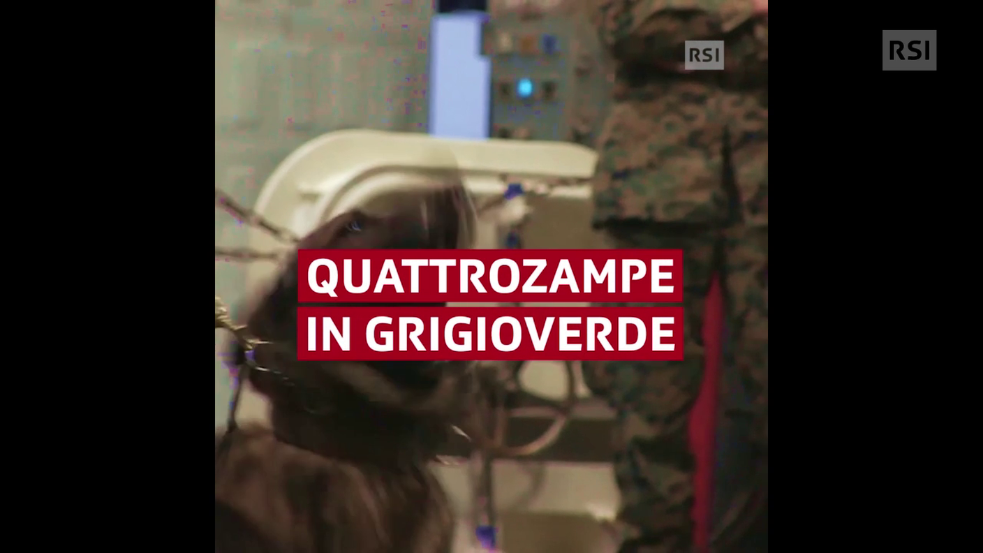 Quattrozampe in grigioverde