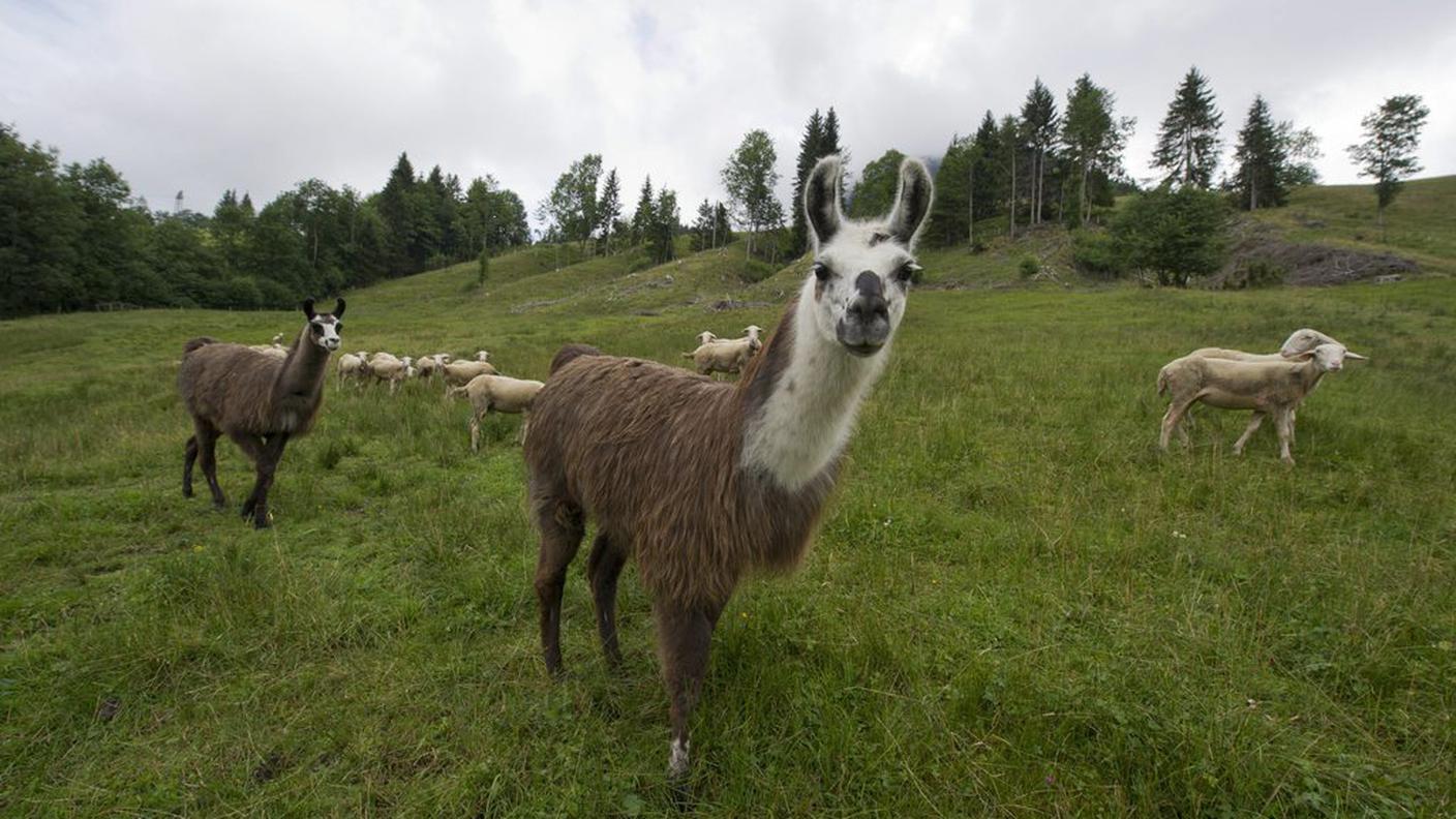 Alcuni esemplari al pascolo nell'Entlebuch