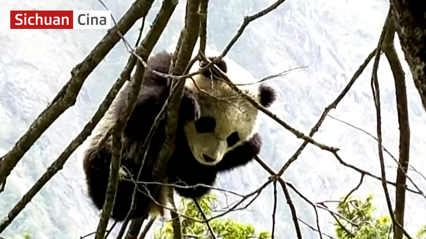 panda keyframe.jpg