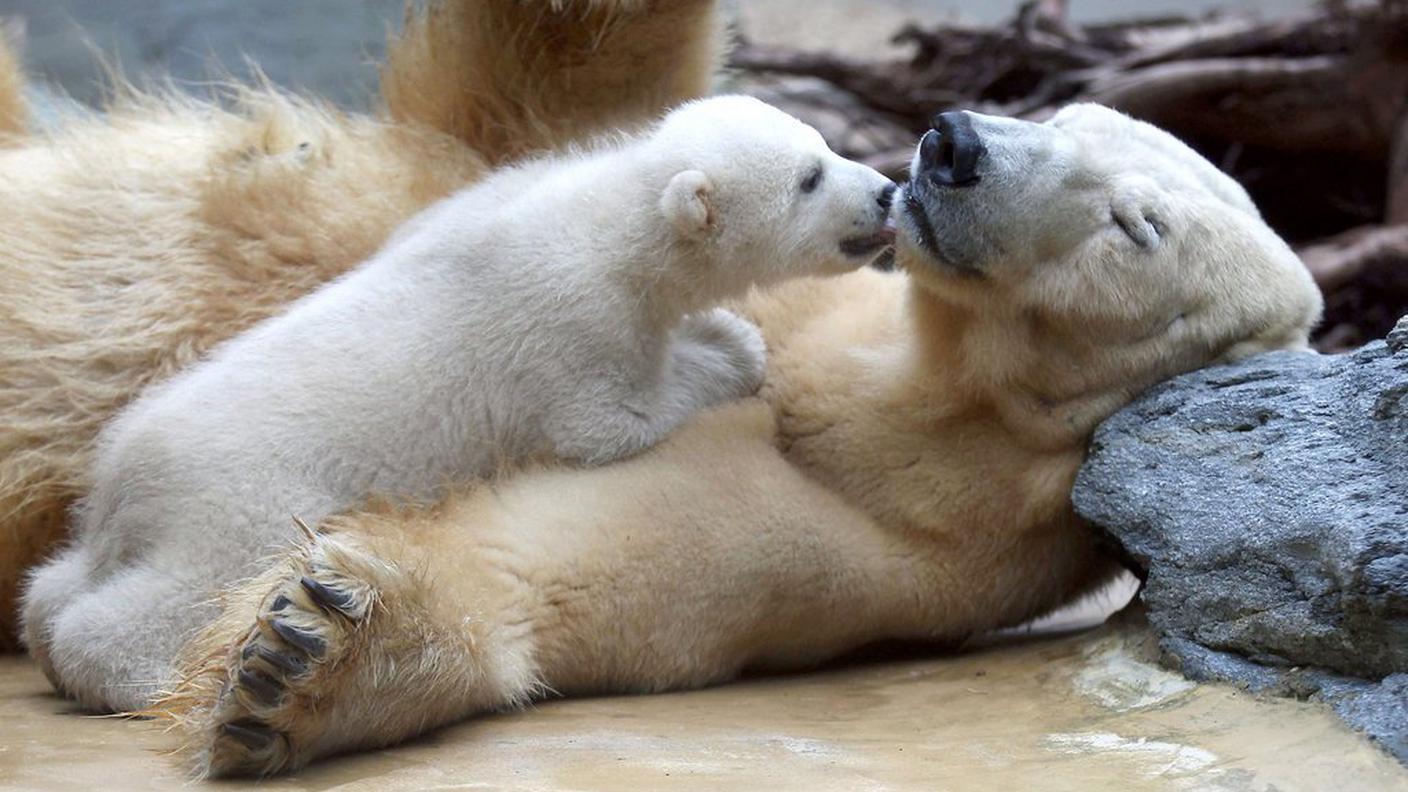 Knut non ebbe la fortuna di Anori (nella foto), accettato subito dalla madre Vilma nello zoo di Wuppertal