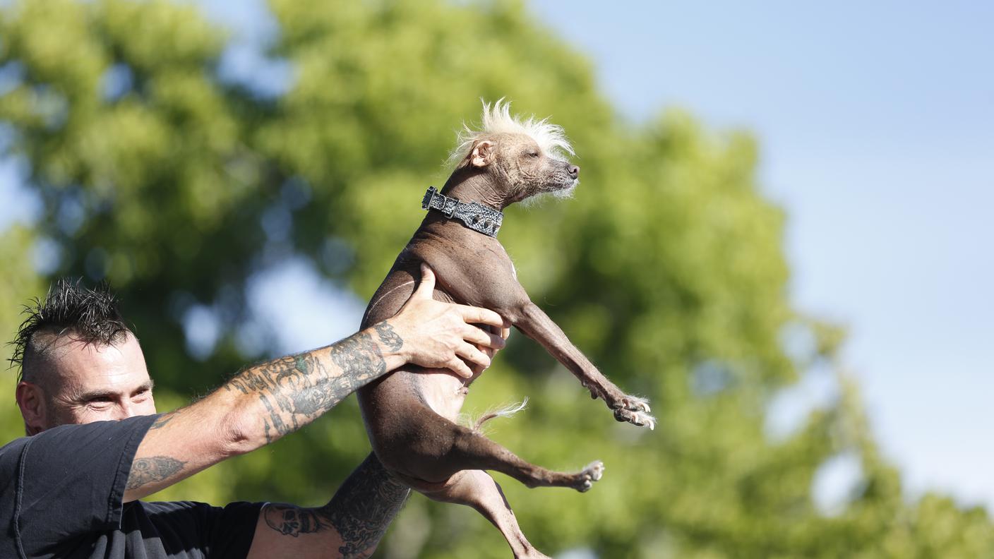 Cane e padrone hanno la stessa pettinatura