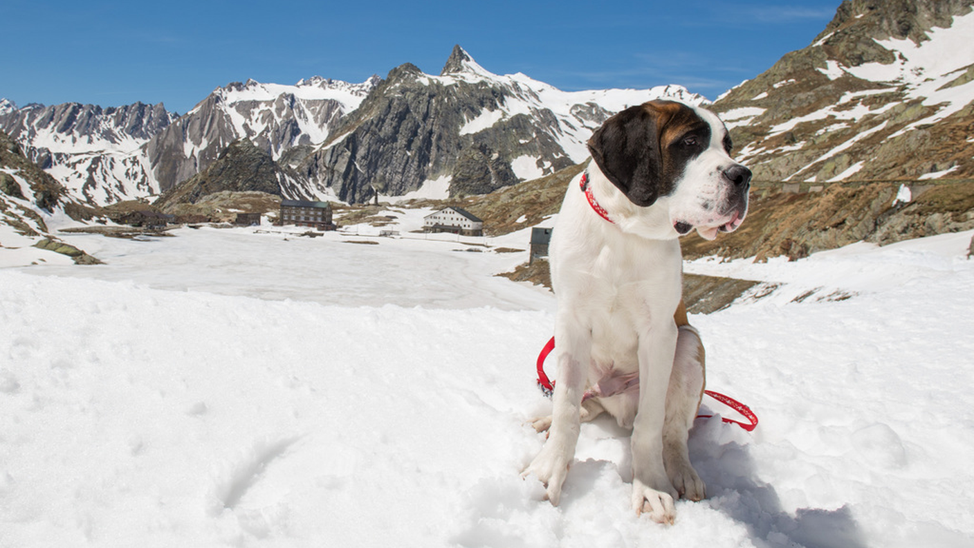 San Bernardo sequestrati a Zermatt